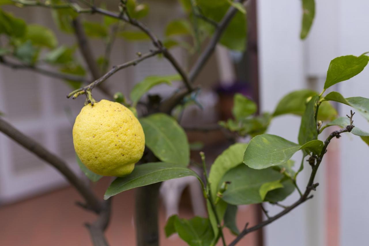 Monsummano Terme B&B Cava Rossa מראה חיצוני תמונה